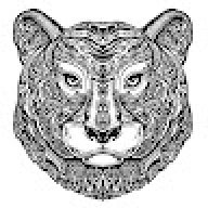 puma141